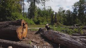 Best Tree Risk Assessment  in Monroe, UT