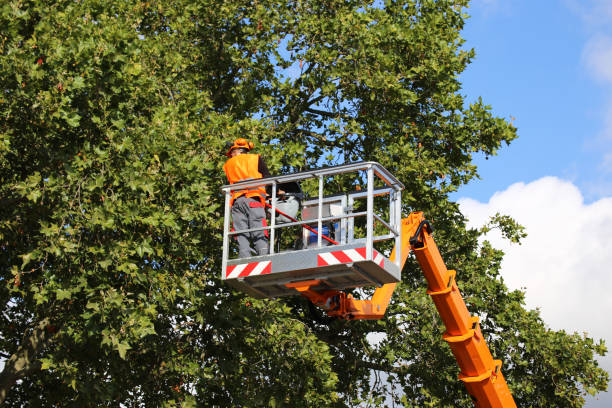 Best Lawn Maintenance Plans  in Monroe, UT