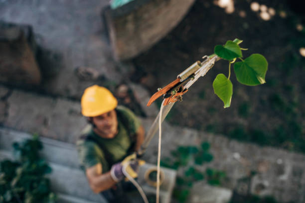 Best Tree Preservation Services  in Monroe, UT