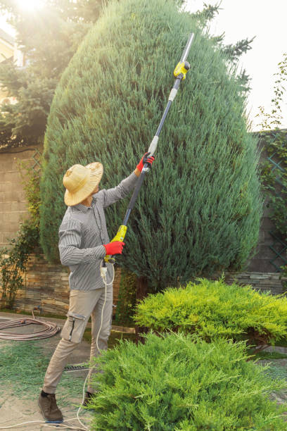 Best Hazardous Tree Removal  in Monroe, UT