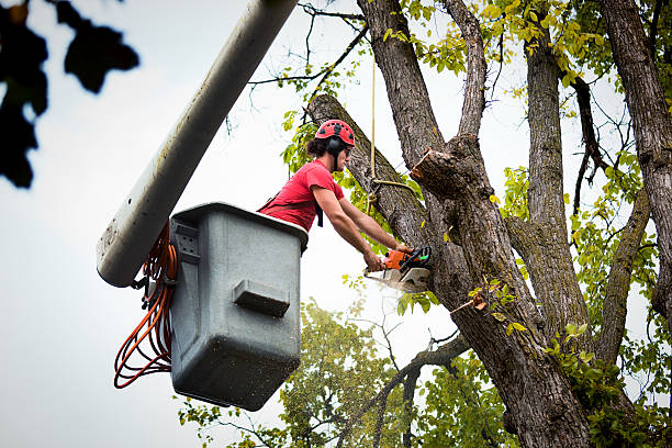 Best Leaf Removal  in Monroe, UT